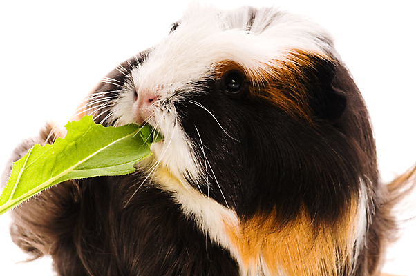 포토 JPG 해외이미지 한마리 잎 사람없음 먹기 기니피그 해외포토 식물 1 포유류 모션 파일형식 이미지허브