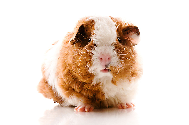 포토 JPG 해외이미지 한마리 사람없음 기니피그 해외포토 1 포유류 파일형식 이미지허브