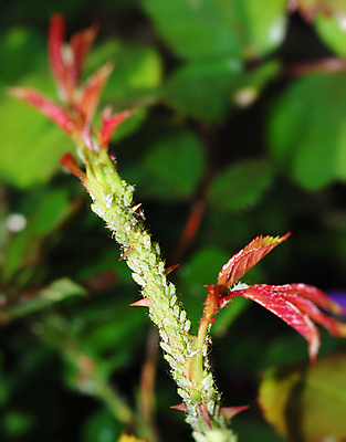 포토 JPG 해외이미지 식물 줄기 곤충 잎 자연 사람없음 치료 초록색 장미 쌓기 활발 나뭇가지 신선 그룹 해충 벌레 핥기 빨다 질병 군중 작음 공격 팩 덩어리 제비 기생충 복잡 많음 해외포토 나무 동물 꽃 컬러 컨셉 의학 모션 조류 사람 화장품 바이러스 크기 생태계 파일형식 이미지허브
