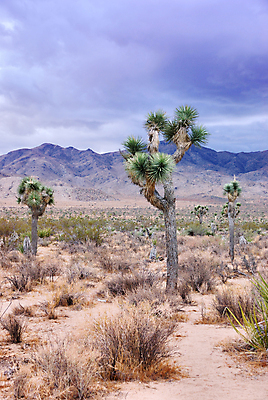 포토 JPG 해외이미지 모양 나무 식물 구름 공원 모래 여행 밭 오렌지 자연 하늘 산 건조 따뜻함 풍경 사람없음 야외 빨간색 초록색 여름 파란색 태양 계곡 미국 사막 바위 뜨거움 황무지 언덕 캘리포니아 내추럴 서쪽 전국 해외포토 자연요소 계절 공공시설 컬러 북아메리카 농업 과일 돌_바위 방향 생태계 파일형식 이미지허브