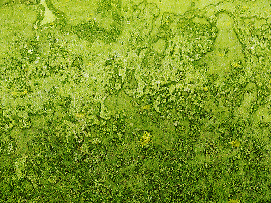 포토 JPG 해외이미지 식물 백그라운드 자연 흑백 사람없음 야외 장식 초록색 빛 스크린 웹 페인트 붓 거친 그늘 신비 그림 질감 트랙 내추럴 해외포토 컬러 컨셉 인터넷 촬영기법 생태계 파일형식 이미지허브