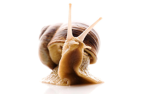 포토 JPG 해외이미지 한마리 연체동물 실내 사람없음 흰배경 해외포토 1 백그라운드 무척추동물 내부 흰색 파일형식 이미지허브