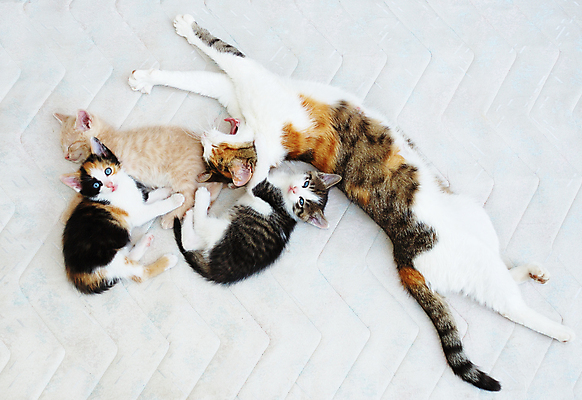 포토 JPG 해외이미지 동물 포유류 가족 자연 엄마 휴식 털 함께함 사람없음 반려동물 갈색 노란색 머리카락 고양이 스트레칭 꿈 흰색 침대 잠 작음 모피 만족 호기심 낮잠 부드러움 하품 솜털 거짓말 해외포토 감정 컬러 가구 컨셉 관계 운동 머리 감각 크기 생태계 생리현상 파일형식 이미지허브