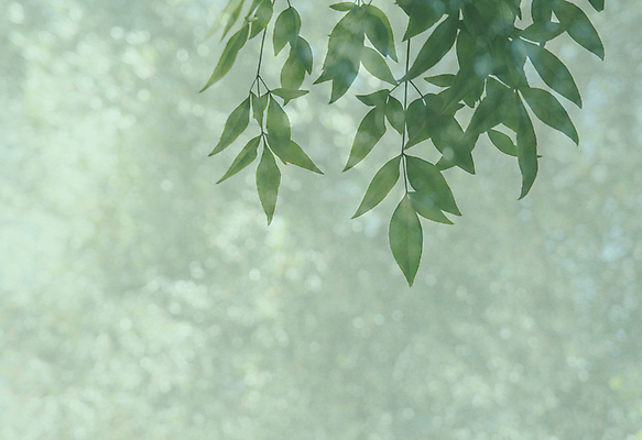 포토 JPG 해외이미지 식물 계절 백그라운드 잎 자연 사람없음 가로 초록색 여름 봄 신선 시원함 보케 카피스페이스 해외포토 컬러 공백 생태계 파일형식 이미지허브