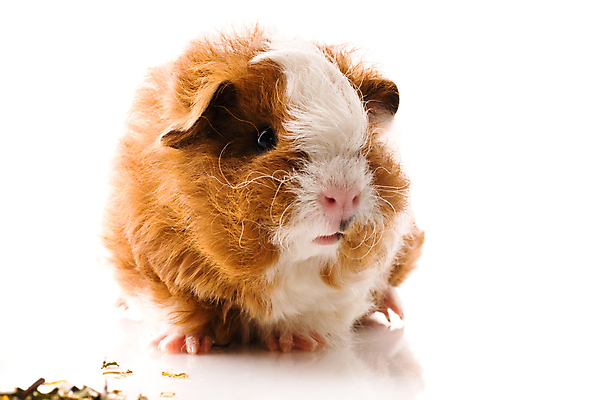 포토 JPG 해외이미지 한마리 사람없음 기니피그 해외포토 1 포유류 파일형식 이미지허브