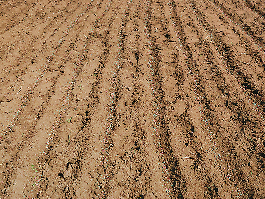 포토 JPG 해외이미지 식물 계절 산업 선 음식 패턴 밭 농업 채소 비즈니스 침구 자연 씨앗 사람없음 치료 농장 환경 정원 흙 봄 놀이방 성장 시골 업무 낟알 땅 뿌리기 유기농 원예 완두콩 먼지 내추럴 거름 땅바닥 모종 밭일 작살 줄서기 해외포토 웰빙 무늬 의학 모션 콩 바닥 취미 작업 생태계 파일형식 이미지허브