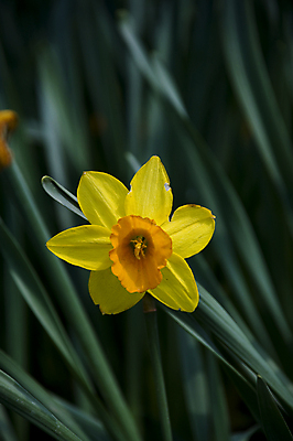 포토 JPG 해외이미지 식물 계절 공원 꽃잎 꽃 줄기 백그라운드 잎 꽃무늬 밭 자연 풍경 사람없음 야외 초록색 여름 태양 뷰티 노란색 정원 봄 활발 성장 벚꽃 흰색 신선 개화 닫기 원예 수선화 영원 해외포토 자연요소 공공시설 컬러 컨셉 무늬 농업 모션 취미 생태계 파일형식 이미지허브