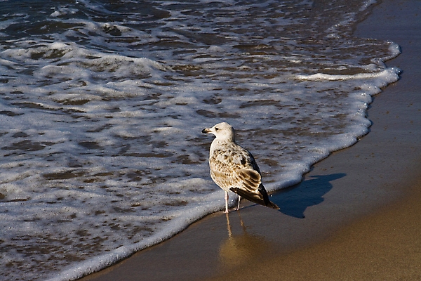 포토 JPG 해외이미지 동물 1 모래 파도 바다 자연 갈매기 조류 서기 사람없음 가로 물 파란색 햇빛 발트해 해외포토 자연요소 컬러 모션 북유럽 태양 생태계 파일형식 이미지허브