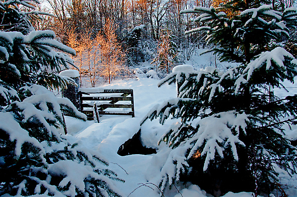 포토 JPG 해외이미지 길 겨울 노르웨이 그림자 사람없음 목재 빛 일몰 소나무 황금 숲 신비 비밀 통로 대문 숨기 해외포토 나무 계절 유럽 컨셉 재료 모션 문 노을 파일형식 이미지허브