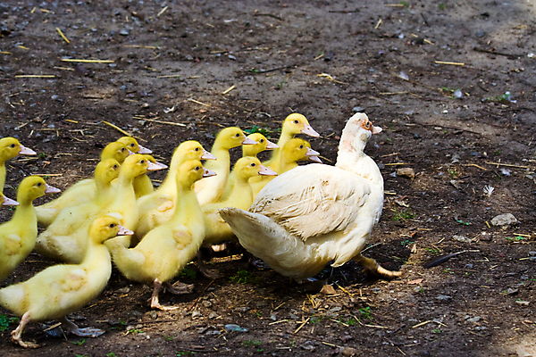 포토 JPG 해외이미지 동물 새끼 조류 오리 사람없음 가로 농장 갈색 노란색 가축 흰색 농촌 시골 부드러움 솜털 밭일 해외포토 컬러 농업 감각 파일형식 이미지허브