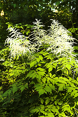 포토 JPG 해외이미지 식물 꽃 자연 사람없음 야외 초록색 햇빛 정원 검은색 벚꽃 흰색 관목 해외포토 나무 컬러 태양 생태계 파일형식 이미지허브