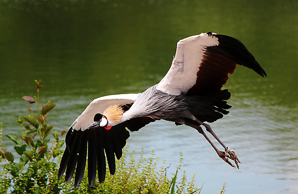 포토 JPG 해외이미지 동물 호수 야생동물 여행 이동 날개 조류 하늘 사람없음 초록색 물 뷰티 계곡 회색 우아함 고독 땅 깃털 기중기 부리 퍼프 목 동물상 착륙 해외포토 자연요소 감정 컬러 컨셉 신체부위 조형물 중장비 파일형식 이미지허브