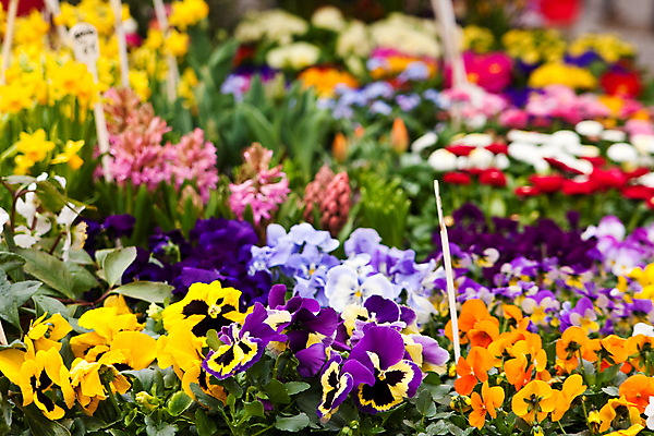 포토 JPG 해외이미지 꽃 화분 봄꽃 사람없음 야외 가로 빨간색 초록색 파란색 노란색 판매 세일 보라색 봄 놀이방 흰색 시장 제비꽃 수선화 비올라 히아신스 해외포토 식물 계절 컬러 파일형식 찰현악기 이미지허브