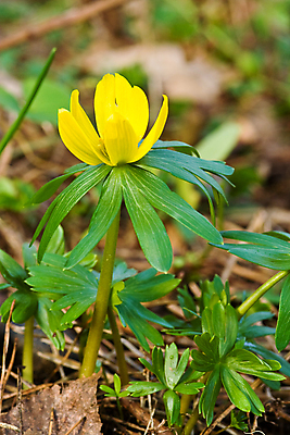 포토 JPG 해외이미지 식물 1 꽃잎 꽃 잎 사람없음 세로 초록색 갈색 노란색 벚꽃 꽃수술 해외포토 컬러 파일형식 이미지허브