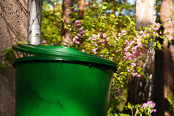 포토 JPG 해외이미지 식물 꽃 통 사람없음 가로 초록색 물 갈색 상점 정원 벚꽃 수집 생태계 원예 함선 탱크 아몬드 빗물 해외포토 자연요소 컬러 배_교통 취미 견과류 비_날씨 파일형식 이미지허브