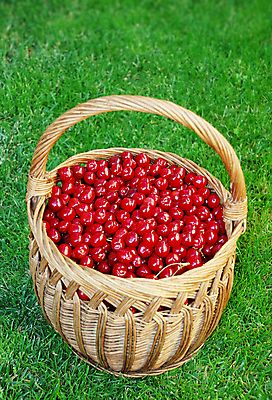 포토 JPG 해외이미지 열매 음식 농업 다이어트 과일 재료 자연 디저트 건강 사람없음 목재 장식 빨간색 초록색 농작물 갈색 바구니 정원 봄 신선 오픈 원형 체리 달콤 맛 과수원 유혹 먹기 가득함 유기농 날것 내추럴 숙성 맛있는 해외포토 도형 나무 식물 웰빙 계절 산업 컬러 컨셉 모션 생태계 파일형식 이미지허브