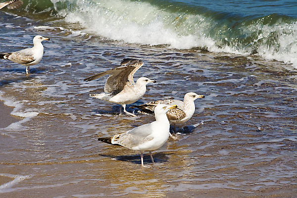 포토 JPG 해외이미지 동물 모래 파도 바다 자연 갈매기 조류 서기 사람없음 가로 물 파란색 햇빛 흰색 4 발트해 해외포토 자연요소 컬러 모션 북유럽 태양 숫자 생태계 파일형식 이미지허브