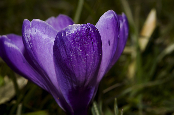포토 JPG 해외이미지 식물 계절 공원 꽃잎 꽃 줄기 꽃다발 백그라운드 잎 꽃무늬 자연 사람없음 초록색 햇빛 뷰티 머리 정원 봄 성장 벚꽃 흰색 신선 그룹 떨어짐 숲 제비꽃 묘사 헌병 해외포토 공공시설 컬러 컨셉 무늬 신체부위 태양 군인 생태계 파일형식 이미지허브
