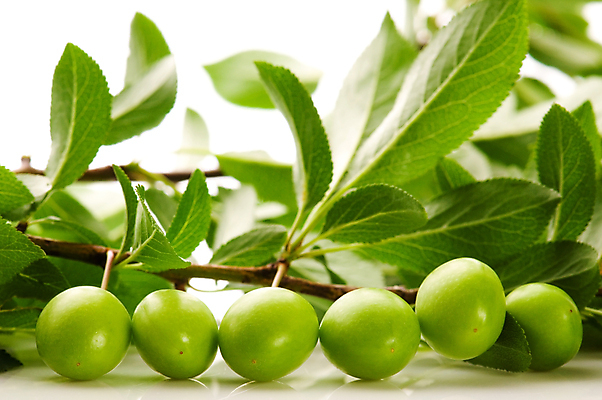 포토 JPG 해외이미지 식물 음식 잎 농업 과일 자연 매달리기 건강 사람없음 야외 목재 세로 초록색 정원 나뭇가지 맛 과수원 다발 묘사 유기농 자두 내추럴 고립 숙성 영양분 맛있는 해외포토 나무 웰빙 산업 컬러 컨셉 재료 모션 생태계 파일형식 이미지허브