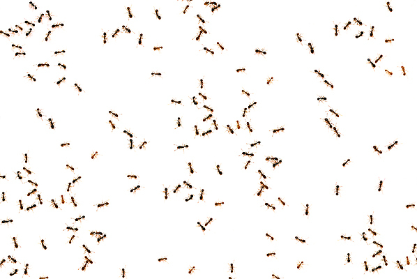 포토 JPG 해외이미지 동물 곤충 백그라운드 자연 노동자 안테나 사람없음 갈색 검은색 흰색 작업 닫기 해충 벌레 커뮤니티 개미 전사 고립 소셜 식민지 많음 해외포토 직업 컬러 컨셉 통신 모션 생태계 파일형식 이미지허브