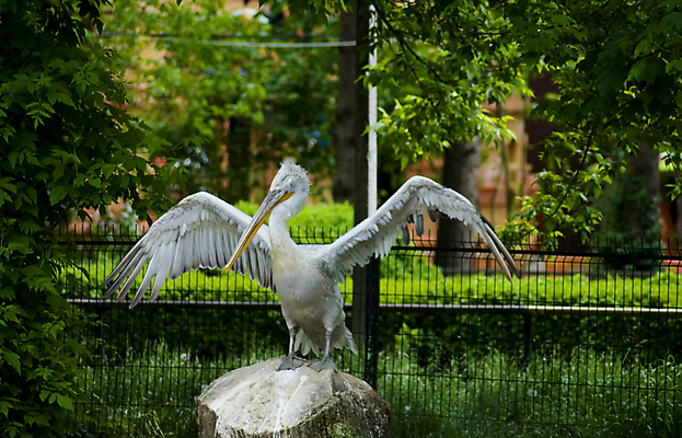 포토 JPG 해외이미지 동물 1 호수 야생동물 바다 여행 날개 자연 조류 하늘 낚시 휴가 동물원 어류 사람없음 야외 물 여름 파란색 갈색 머리 항구 검은색 봄 흰색 관찰 펠리컨 깃털 부리 물새 계산서 고립 동물상 플로리다 해외포토 자연요소 계절 컬러 교통시설 모션 레저 신체부위 조형물 미국 수중동물 생태계 파일형식 이미지허브