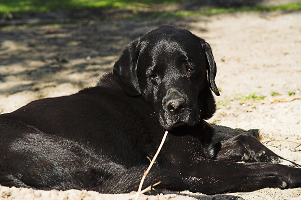 포토 JPG 해외이미지 동물 모래 포유류 앉기 사람없음 머리 검은색 막대기 개 래브라도리트리버 해외포토 컬러 모션 신체부위 리트리버 파일형식 이미지허브
