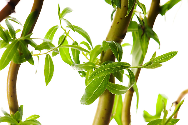 포토 JPG 해외이미지 나무 식물 공원 곤충 백그라운드 잎 자연 프레임 그림자 사람없음 야외 초록색 여름 태양 우주 정원 맑음 침묵 봄 성장 흰색 나뭇가지 신선 투명 숲 묘사 유기농 질감 내추럴 고립 디테일 해외포토 자연요소 동물 웰빙 계절 공공시설 컬러 날씨 소리 생태계 파일형식 이미지허브