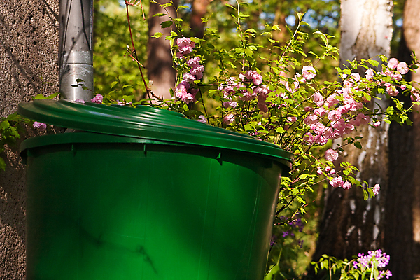 포토 JPG 해외이미지 식물 꽃 통 사람없음 가로 초록색 물 갈색 상점 정원 벚꽃 수집 생태계 원예 함선 탱크 아몬드 빗물 해외포토 자연요소 컬러 배_교통 취미 견과류 비_날씨 파일형식 이미지허브