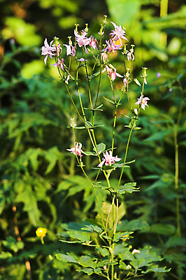 포토 JPG 해외이미지 식물 꽃 분홍색 사람없음 초록색 벚꽃 관목 해외포토 나무 컬러 파일형식 이미지허브