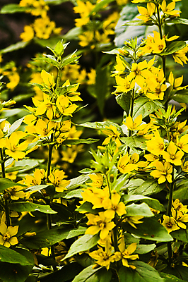 포토 JPG 해외이미지 식물 꽃 잎 자연 사람없음 초록색 노란색 관목 해외포토 나무 컬러 생태계 파일형식 이미지허브