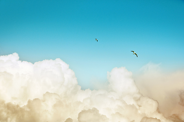 포토 JPG 해외이미지 해외 백그라운드 이동 오렌지 자연 갈매기 조류 하늘 날씨 털 사람없음 가로 파란색 빛 햇빛 평화 맑음 일몰 꿈 흰색 변화 큼 만족 부드러움 흐림 넘어짐 대패 생태학 파라다이스 수평선 해외포토 동물 교육 감정 컬러 컨셉 과일 모션 태양 노을 감각 크기 생태계 파일형식 이미지허브