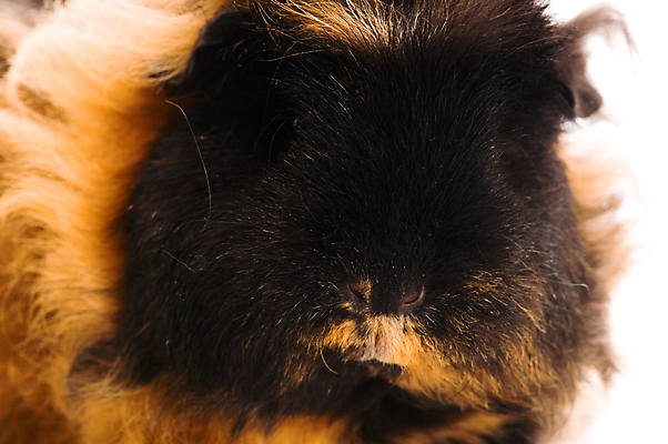 포토 JPG 해외이미지 한마리 근접촬영 사람없음 검은색 기니피그 해외포토 1 뷰포인트 컬러 포유류 파일형식 이미지허브