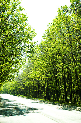 포토 JPG 해외이미지 나무 계절 공원 유럽 도로 길 선 여행 백그라운드 잎 곡선 자연 하늘 날씨 풍경 초원 사람없음 야외 목재 초록색 여름 파란색 빛 뷰티 환경 맑음 봄 운전 시골 고속도로 숲 아스팔트 장면 루마니아 내추럴 루트 방법 해외포토 식물 공공시설 나라 컬러 재료 교통시설 모션 생태계 파일형식 이미지허브
