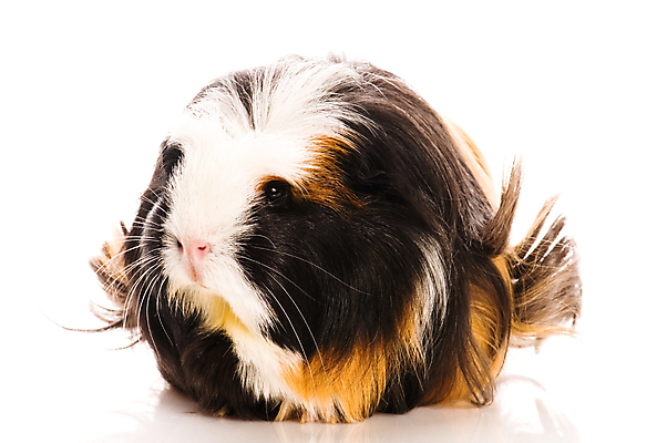 포토 JPG 해외이미지 한마리 사람없음 기니피그 해외포토 1 포유류 파일형식 이미지허브