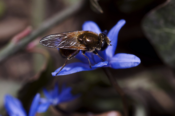 포토 JPG 해외이미지 식물 꽃잎 꽃 행복 곤충 백그라운드 잎 꽃무늬 패턴 자연 하늘 초원 사람없음 초록색 여름 파란색 빛 컬러풀 태양 뷰티 노란색 정원 맑음 봄 벚꽃 흰색 신선 작업 개화 닫기 달콤 큼 벌 꽃가루 꿀 내추럴 고립 해외포토 자연요소 동물 계절 감정 컬러 무늬 모션 날씨 맛 크기 가루 생태계 파일형식 이미지허브