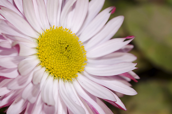 포토 JPG 해외이미지 식물 계절 공원 꽃잎 꽃 백그라운드 꽃무늬 밭 자연 하늘 사람없음 야외 초록색 컬러풀 뷰티 노란색 환경 정원 봄 성장 벚꽃 흰색 신선 개화 닫기 작음 다발 묘사 싱글 원예 데이지 내추럴 고립 해외포토 공공시설 컬러 무늬 농업 모션 취미 크기 생태계 파일형식 이미지허브