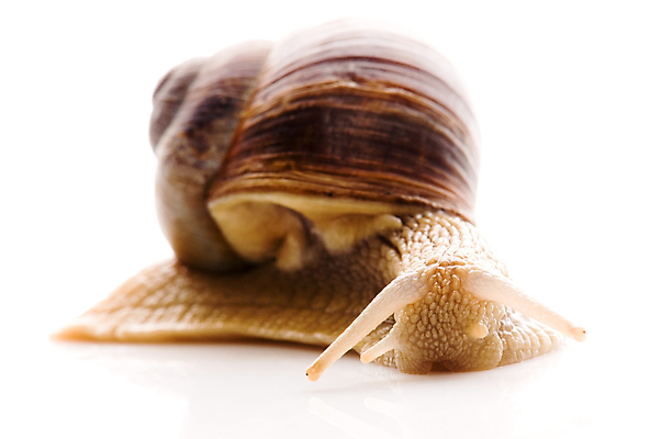 포토 JPG 해외이미지 한마리 연체동물 실내 근접촬영 사람없음 흰배경 해외포토 1 뷰포인트 백그라운드 무척추동물 내부 흰색 파일형식 이미지허브