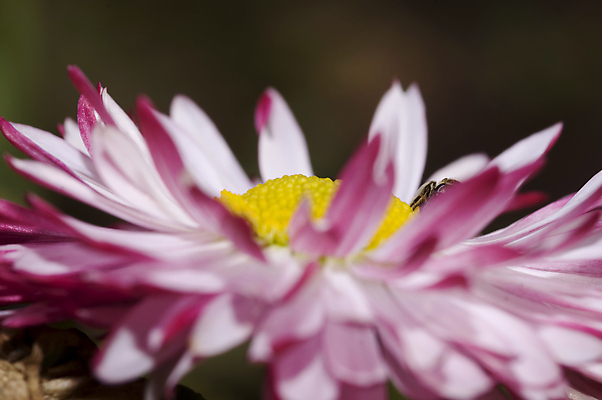 포토 JPG 해외이미지 식물 계절 공원 꽃잎 꽃 백그라운드 꽃무늬 밭 자연 하늘 사람없음 야외 초록색 컬러풀 뷰티 노란색 환경 정원 봄 성장 벚꽃 흰색 신선 개화 닫기 작음 다발 묘사 싱글 원예 데이지 내추럴 고립 해외포토 공공시설 컬러 무늬 농업 모션 취미 크기 생태계 파일형식 이미지허브