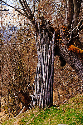 포토 JPG 해외이미지 자연 사람없음 목재 울타리 농장 봄 장비 시골 업무 숲 다발 봉 말뚝 내추럴 밭일 옛날 해외포토 나무 계절 농업 재료 담장 작업 생태계 파일형식 이미지허브