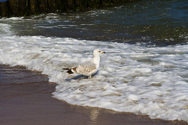 포토 JPG 해외이미지 동물 1 모래 파도 바다 자연 갈매기 조류 서기 사람없음 가로 물 파란색 햇빛 흰색 발트해 해외포토 자연요소 컬러 모션 북유럽 태양 생태계 파일형식 이미지허브