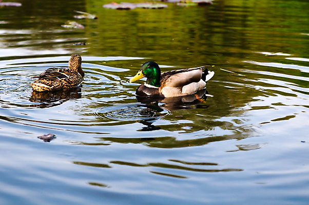 포토 JPG 해외이미지 동물 척추동물 공원 여자 남자 호수 야생동물 자연 조류 오리 사람없음 초록색 물 머리 환경 수영 젖음 연못 보호 습지 깃털 물새 청둥오리 계산서 생태학 해외포토 자연요소 공공시설 교육 컬러 컨셉 사람 신체부위 수상스포츠 생태계 파일형식 이미지허브