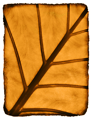 포토 JPG 해외이미지 나무 식물 계절 종이 백그라운드 잎 꽃무늬 패턴 오렌지 자연 건조 미술 사람없음 그래픽 장식 갈색 손상 낭만 수확 골동품 죽음 황금 플랫 두루마리 편지 부식 그림 질감 복고 페이지 섬유 정맥 내추럴 구식 그런지 썩음 옛날 노화 해외포토 꽃 컬러 컨셉 무늬 농업 과일 문화예술 직물 생태계 혈관 파일형식 이미지허브