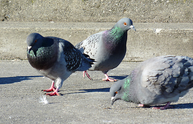 포토 JPG 해외이미지 동물 야생동물 날개 자연 조류 바닥 사람없음 회색 도시 보행로 깃털 비둘기 부리 해외포토 길 컬러 생태계 파일형식 이미지허브