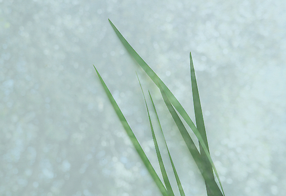 포토 JPG 해외이미지 식물 계절 백그라운드 잎 자연 사람없음 가로 초록색 여름 봄 신선 칼날 백합 시원함 보케 카피스페이스 해외포토 꽃 컬러 공백 생태계 파일형식 이미지허브