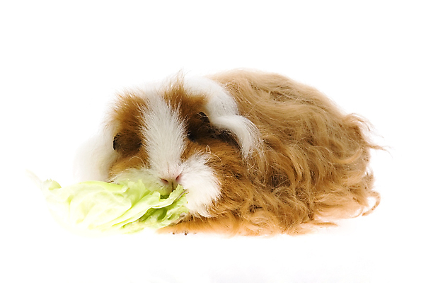 포토 JPG 해외이미지 한마리 사람없음 먹기 배추 기니피그 해외포토 1 채소 포유류 모션 파일형식 이미지허브