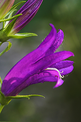 포토 JPG 해외이미지 식물 꽃 자연 사람없음 세로 파란색 햇빛 보라색 벚꽃 제비꽃 관목 블루벨 캄파눌라 해외포토 나무 컬러 태양 생태계 파일형식 이미지허브