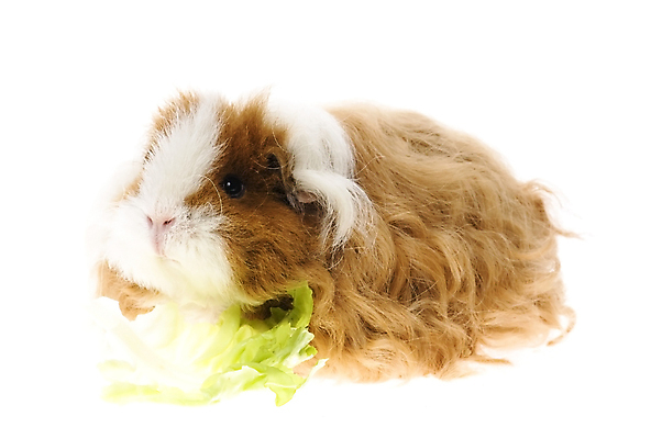 포토 JPG 해외이미지 한마리 사람없음 먹기 배추 기니피그 해외포토 1 채소 포유류 모션 파일형식 이미지허브