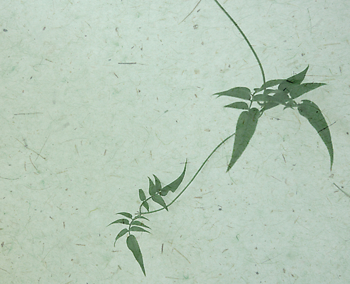 포토 JPG 해외이미지 식물 계절 백그라운드 자연 사람없음 가로 초록색 봄 질감 포도나무 내추럴 카피스페이스 해외포토 컬러 공백 과일나무 생태계 파일형식 이미지허브