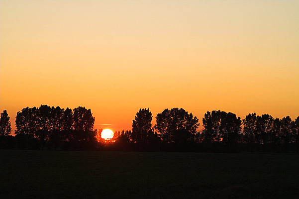 포토 JPG 해외이미지 나무 밭 오렌지 자연 하늘 사람없음 야외 햇빛 태양 일몰 시골 저녁 패드 밭일 해외포토 자연요소 식물 농업 과일 노을 야간 생태계 파일형식 이미지허브
