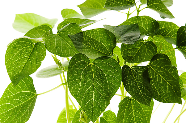 포토 JPG 해외이미지 나무 식물 공원 곤충 백그라운드 잎 자연 프레임 그림자 사람없음 야외 초록색 여름 태양 우주 정원 맑음 침묵 봄 성장 흰색 나뭇가지 신선 투명 숲 묘사 유기농 질감 내추럴 고립 디테일 해외포토 자연요소 동물 웰빙 계절 공공시설 컬러 날씨 소리 생태계 파일형식 이미지허브